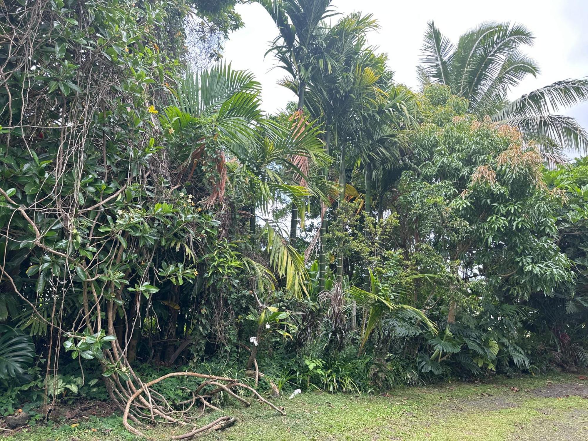 Hawaiian Ohana Home Hilo Exterior photo