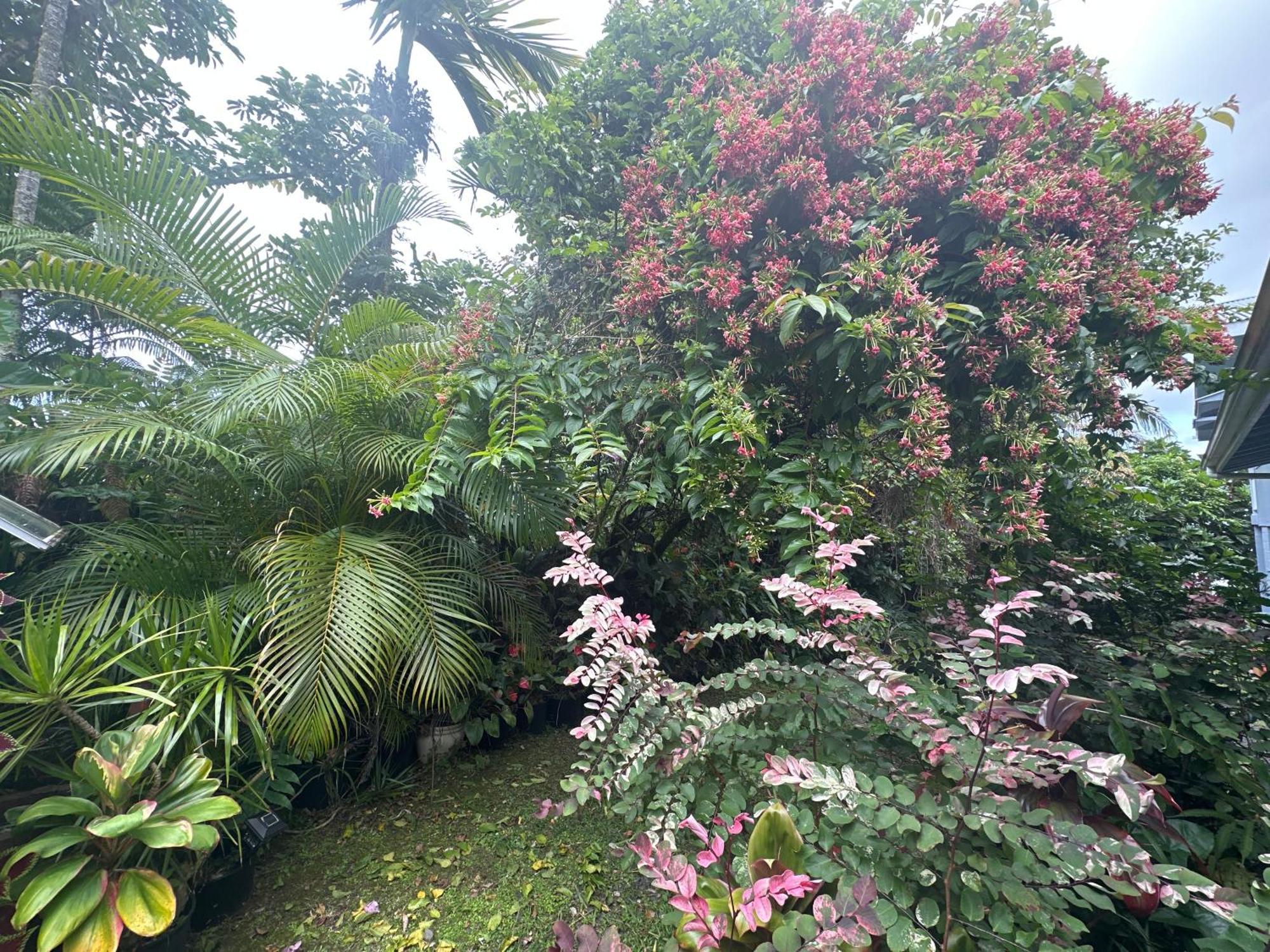 Hawaiian Ohana Home Hilo Exterior photo